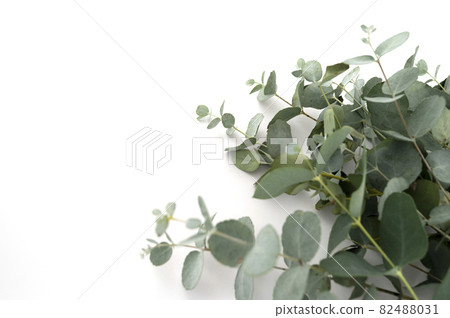 Eucalyptus live fresh green leaves isolated on white background, copy space Eucalyptus live fresh green leaves isolated on white background, copy space 82488031