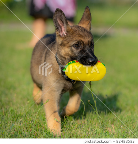 An eight weeks old German Shepherd puppy playing with a toy in green grass. Working line breed 82488582