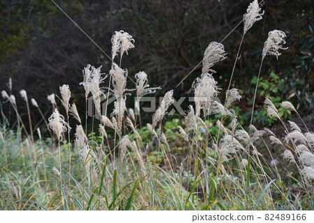 Field of Susuki 82489166