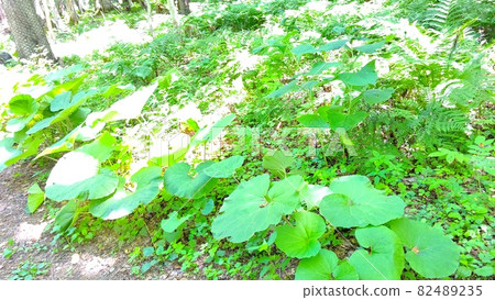 Japanese butterbur that grows in the forest 82489235