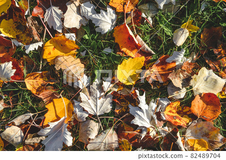 Colorful background of autumn leaves. Colorful backround image of fallen autumn leaves, perfect season. Top view Colorful background of autumn leaves. Colorful backround image of fallen autumn leaves, perfect season. Top view 82489704