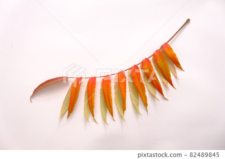 Branch of autumn leaves on a white background. Studio shot 82489845
