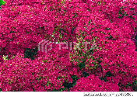 Azalea Tatebayashi City Azalea Oka Park 82490003