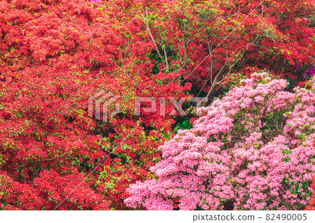 Azalea Tatebayashi City Azalea Oka Park Azalea Tatebayashi City Azalea Oka Park 82490005