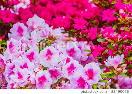 Azalea Tatebayashi City Azalea Oka Park Azalea Tatebayashi City Azalea Oka Park 82490026