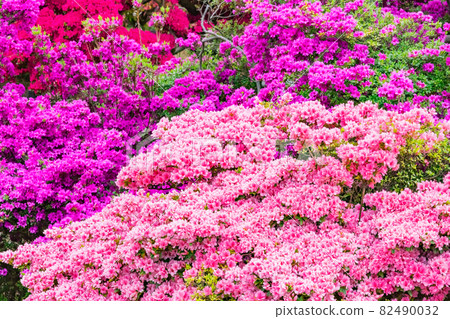 杜鵑花Tatebayashi市杜鵑花奧卡公園 82490032