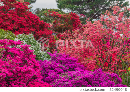 Azalea Tatebayashi City Azalea Oka Park 82490048
