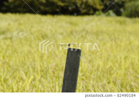 A car dragonfly that perches on a golden rice ear and a bamboo stick 82490184