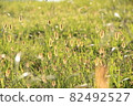 A cat shining in the meadow 82492527