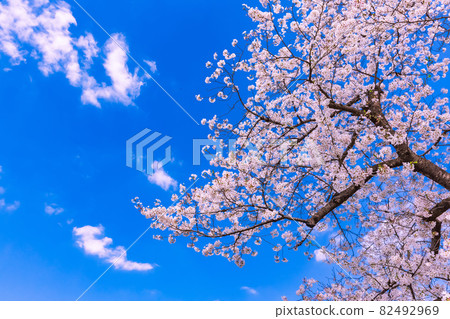 櫻花和藍天和雲彩 櫻花和藍天和雲彩 82492969