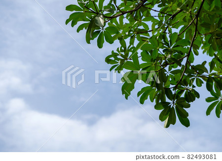 The fresh green leaf on blue sky with the cloud in the summer. 82493081