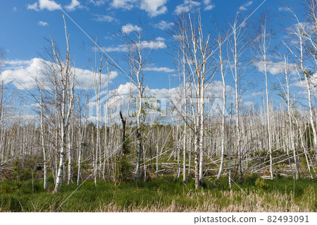 Dry birch trees in a swamp Dry birch trees in a swamp 82493091