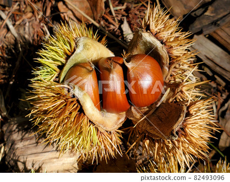 Picking chestnuts Picking chestnuts 82493096