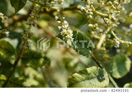 Rhus chinensis flower 82493191