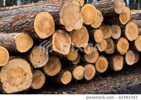 Beech logs, national park, forest lumber. Wood material Beech logs, national park, forest lumber. Wood material 82493303