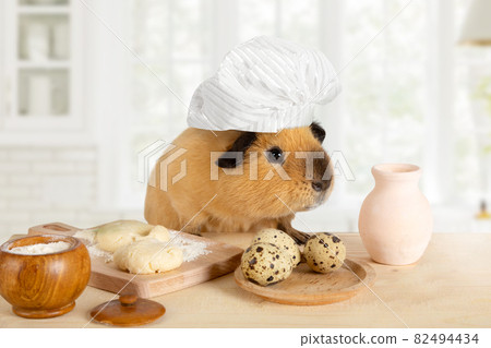 Amusing guinea pig in a chef's hat in the kitchen Amusing guinea pig in a chef's hat in the kitchen 82494434