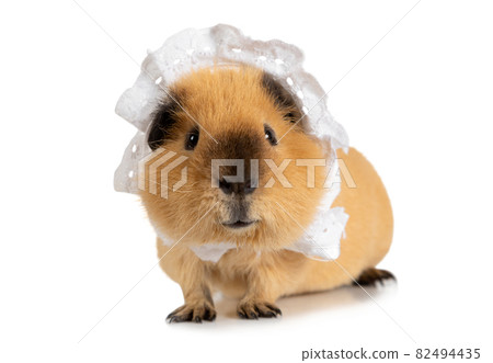 Amusing red-haired guinea pig in a sleeping cap over white Amusing red-haired guinea pig in a sleeping cap over white 82494435