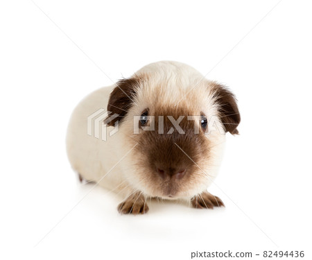 Cute Guinea pig close-up Cute Guinea pig close-up 82494436
