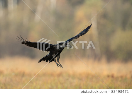 Common raven landing on dry field in autumn nature Common raven landing on dry field in autumn nature 82498471