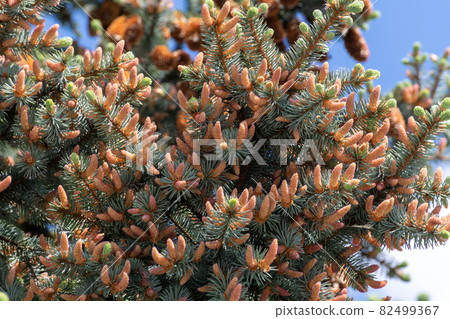 Many young spring cones on a spruce branch 82499367