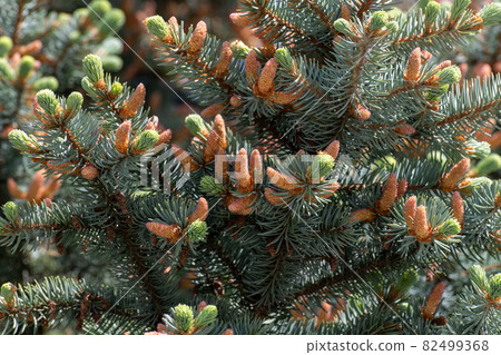 Many young spring cones on a spruce branch Many young spring cones on a spruce branch 82499368