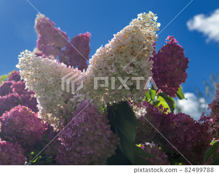 Inflorescences of the paniculate hydrangea are white and pink against blue sky. Inflorescences of the paniculate hydrangea are white and pink against blue sky. 82499788