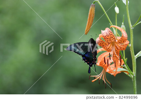 紅冠燕尾蝴蝶吮吸百合花的花蜜 82499896