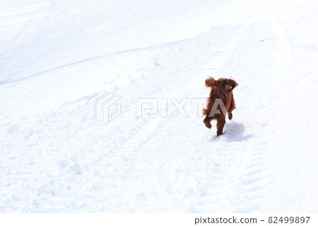Snow covered mountain peak winter and dog 82499897