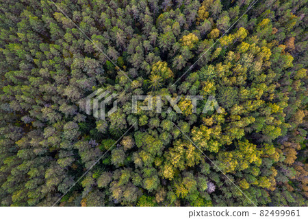 Directly above aerial drone full frame shot of green emerald pine forests and yellow foliage groves with beautiful texture of treetops. Beautiful fall season scenery. Mountains in autumn colors  82499961