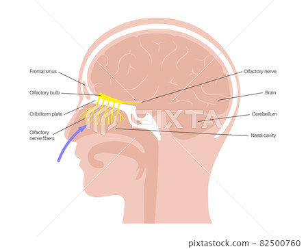 Olfactory nerve anatomy 82500760