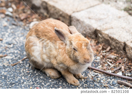 [奧之島] 悠閒地度過時光的兔子 82501108