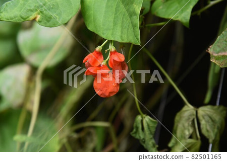 Duranta Repens Takarazuka 82501165