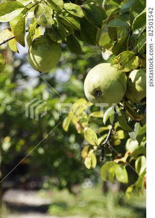 秋天生長的藍色柑橘果實 82501542