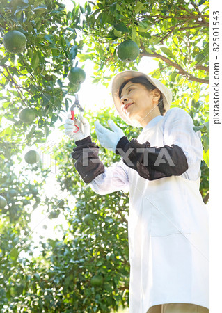 Senior woman picking fruits in a decopon field knee-up from below Senior woman picking fruits in a decopon field knee-up from below 82501543