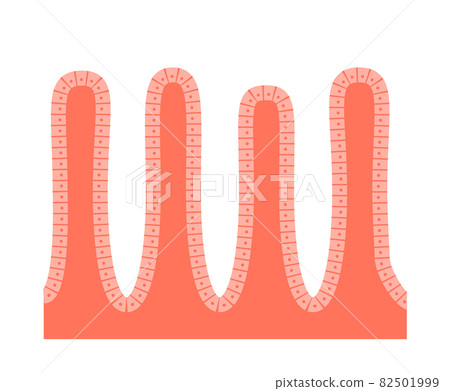 Intestinal villi anatomy 82501999