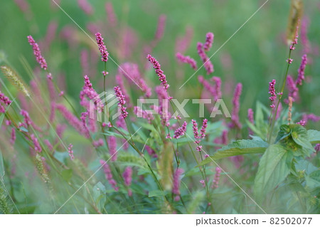 桃花心木 桃花心木 82502077
