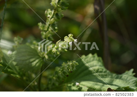 紫蘇花 紫蘇花 82502383