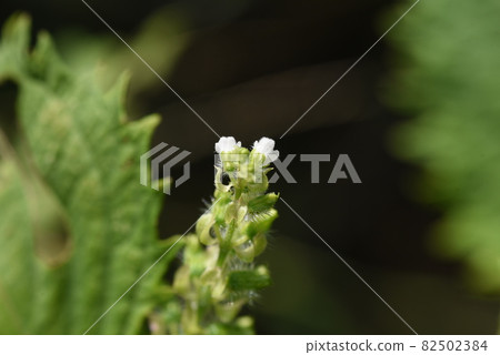 紫蘇花 紫蘇花 82502384