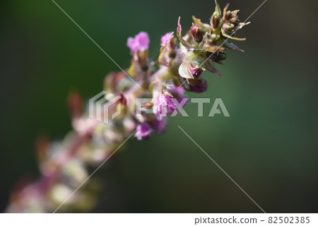 紫蘇花 紫蘇花 82502385