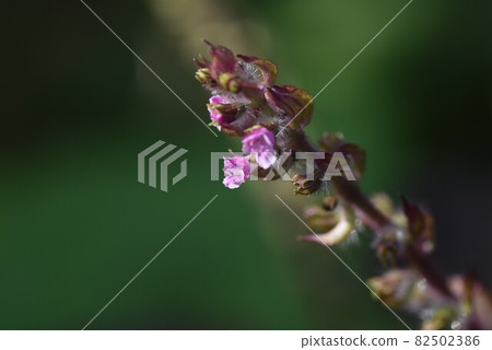 紫蘇花 紫蘇花 82502386