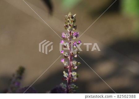 紫蘇花 紫蘇花 82502388