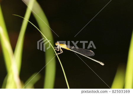 Ao montitonbo Ao montitonbo 82503169