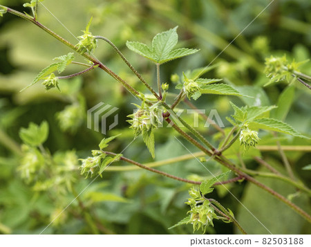 kanamugra花 82503188