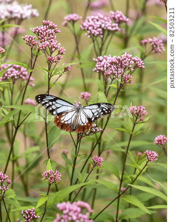 來到藤箱花的栗虎 82503211