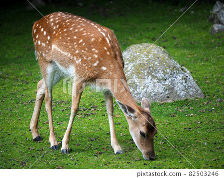 Dam deer without bucket antlers on a meadow 82503246