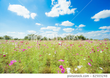 Colorful cosmos and blue sky ② Colorful cosmos and blue sky ② 82503248