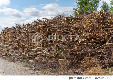 Sawn trees on the background of the forest, prepared for removal from the forest 82503249