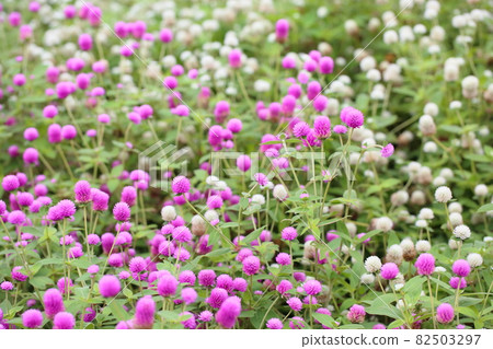Sennichikou flower Sennichikou flower 82503297