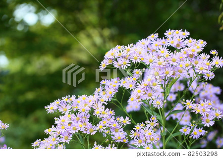 Zion flower Zion flower 82503298
