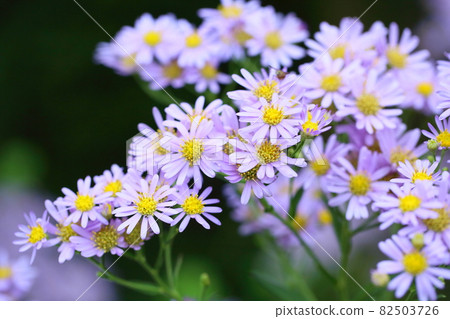 Zion flower Zion flower 82503726